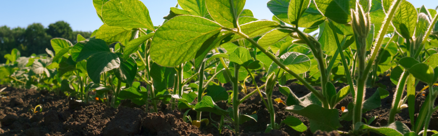 Top Five Points to Consider for Growing Crops in 2023