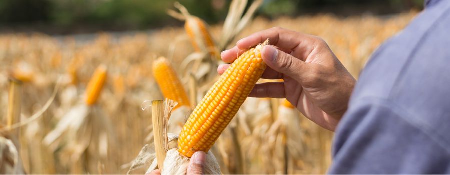 Crop Insurance Dates for the Second Half of 2026