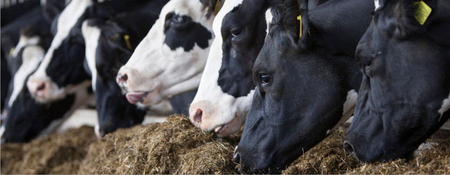A Closer Look at Cattle Income