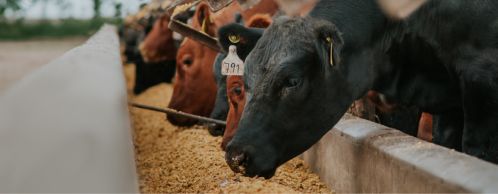 Livestock Risk Protection Coverage