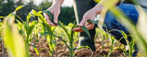 Crop Insurance Dates 2025