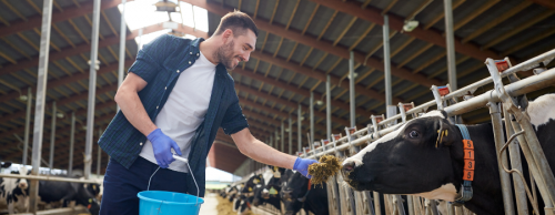 Dairy Revenue Protection Strategies