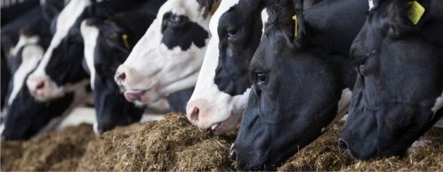 A Closer Look at Cattle Income