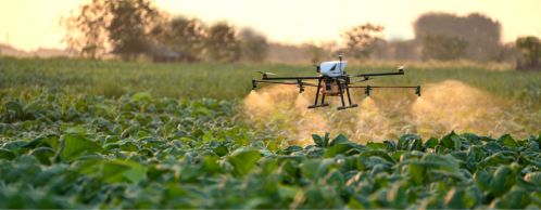 Protecting Yield Potential: Why Fungicide Still Matters in Tight-Margin Years