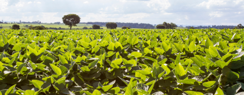 Key Dates for Multi-Peril Crop Insurance