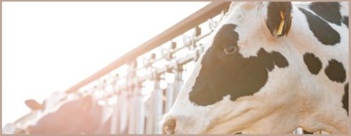 Livestock Owners: Time to Renew Your Livestock Premises ID