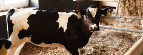 So, You're Thinking About Going Organic?