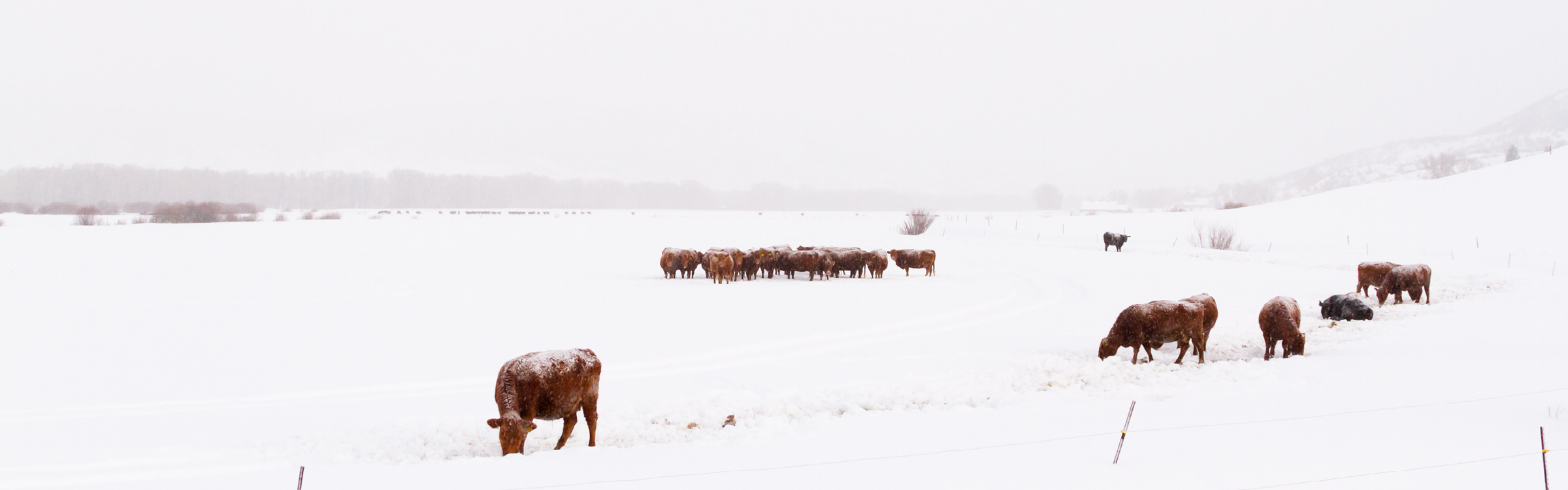 Winter Essentials for Healthy Calves